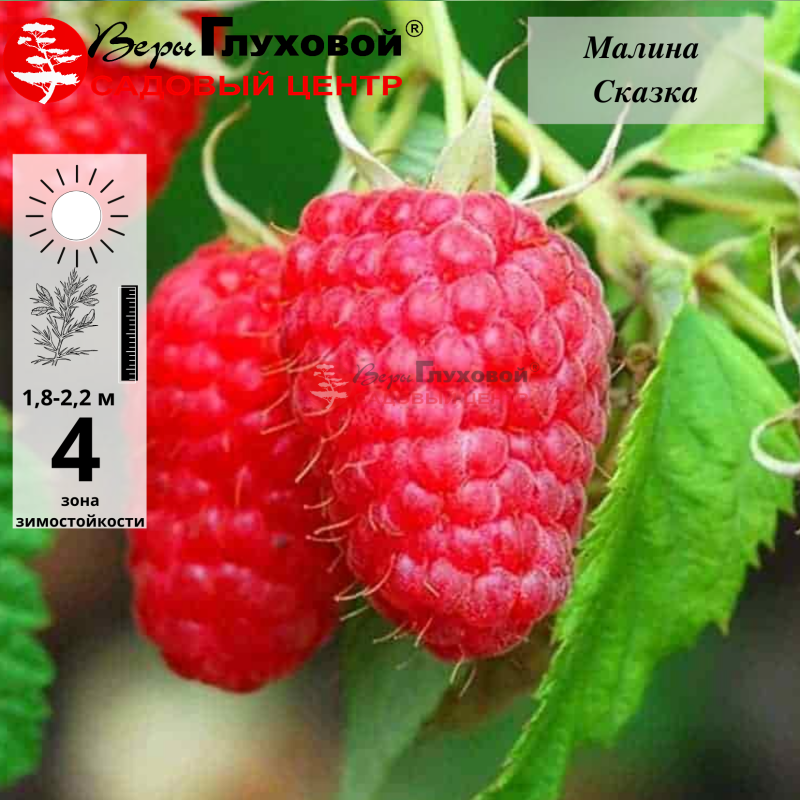 Малина Сказка