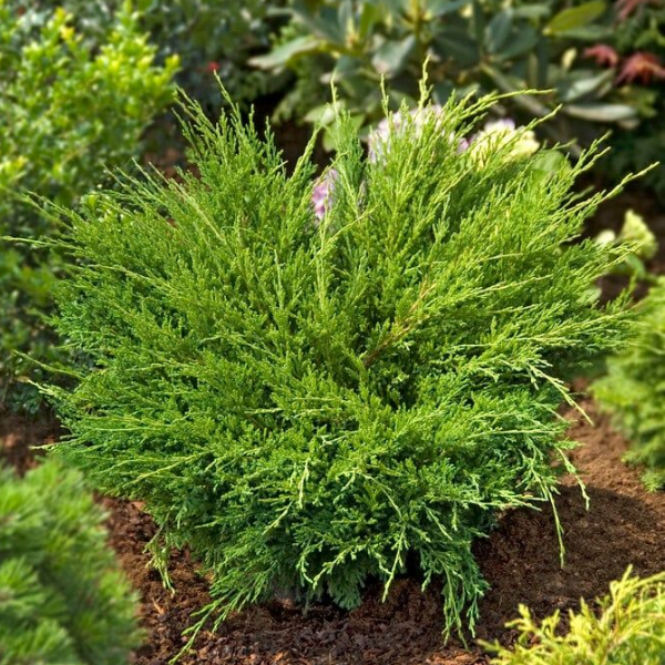 Основное изображение товара