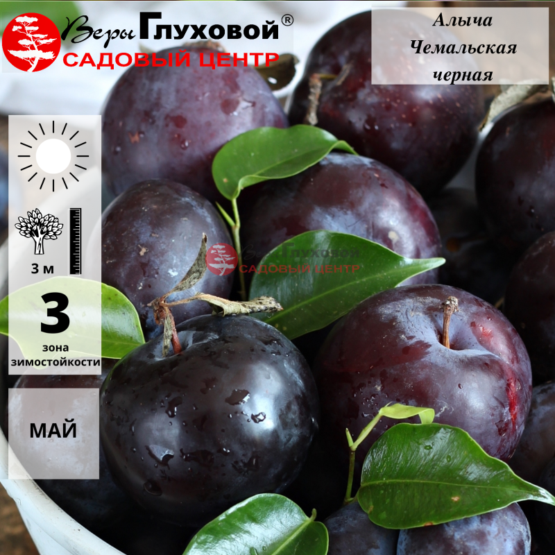Алыча Чемальская черная