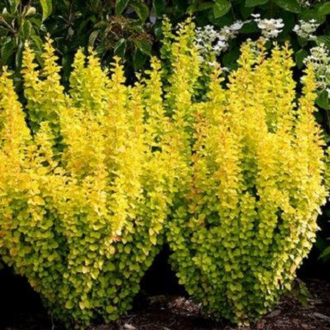 Барбарис Тунберга 