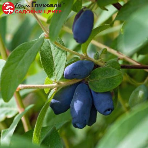 Основное изображение товара