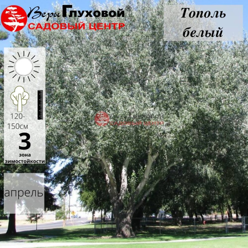 Тополь белый