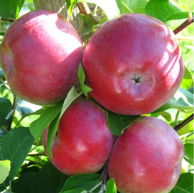 Яблоня Лобо (зимний сорт)