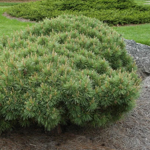Основное изображение товара