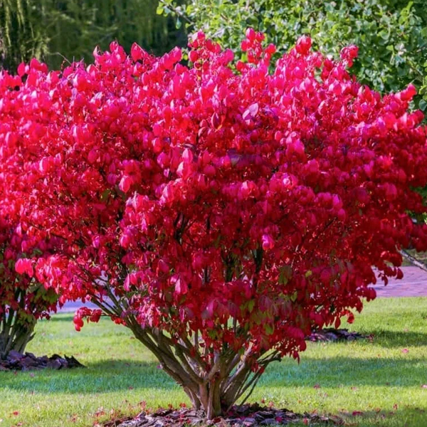 Бересклет крылатый - Euonymus alatus