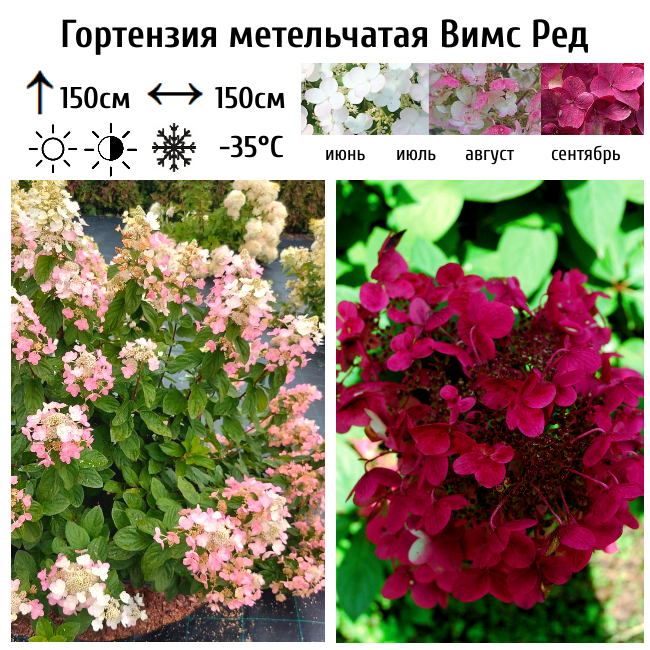 Основное изображение товара