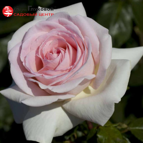 Основное изображение товара