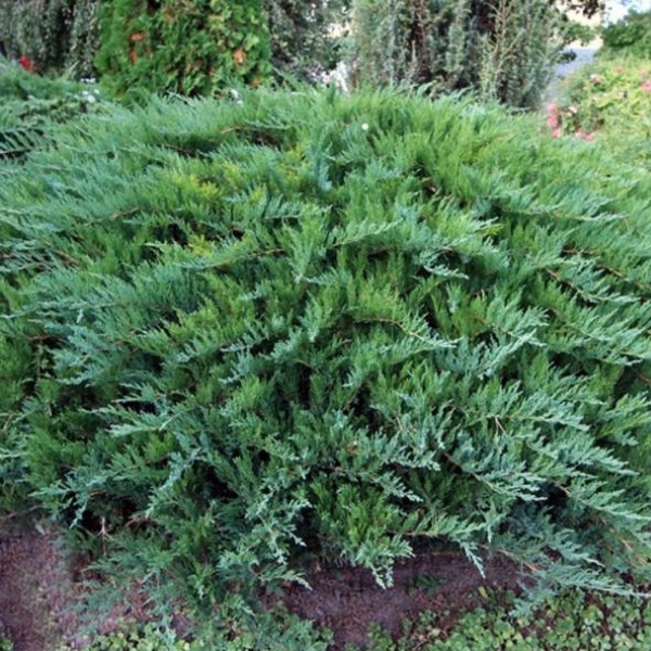 Основное изображение товара