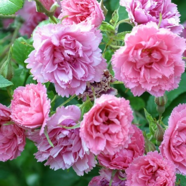 Роза Ругоза Pink Grootendorst