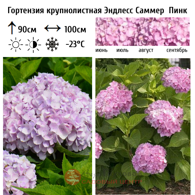 Гортензия крупнолистная Эндлесс Саммер Пинк