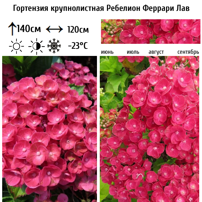 Основное изображение товара