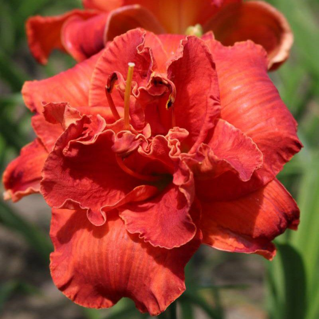 Основное изображение товара