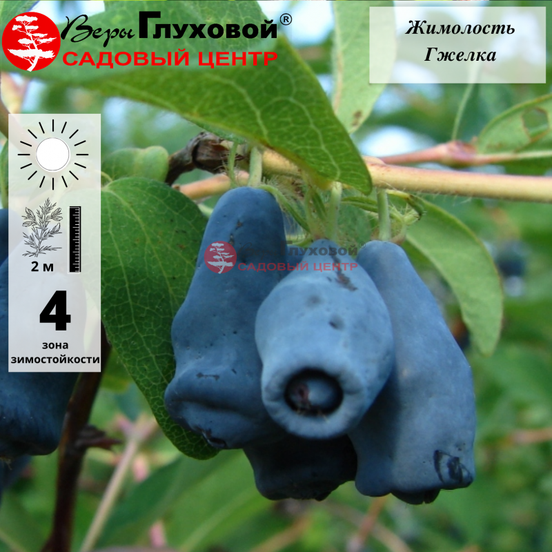 Основное изображение товара