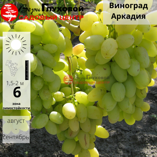 Виноград Аркадия