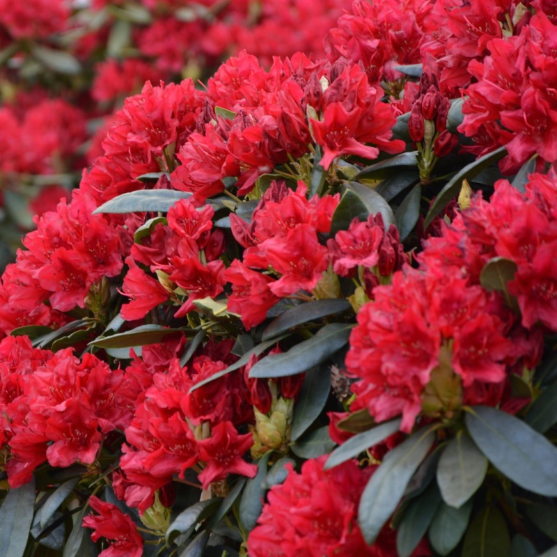 Рододендрон крупноцветковый Бузуки