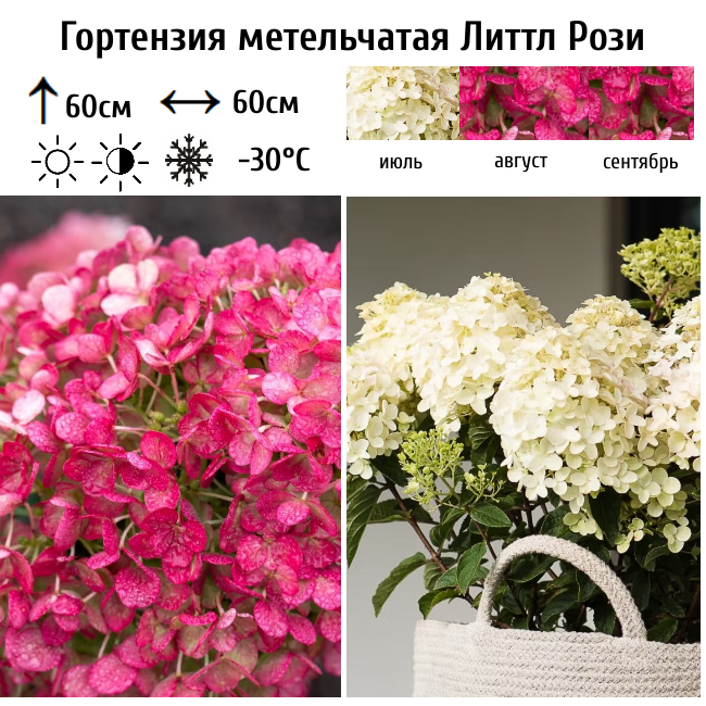 Гортензия метельчатая Литтл Рози