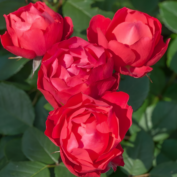 Роза полиантовая Cherry Bonica