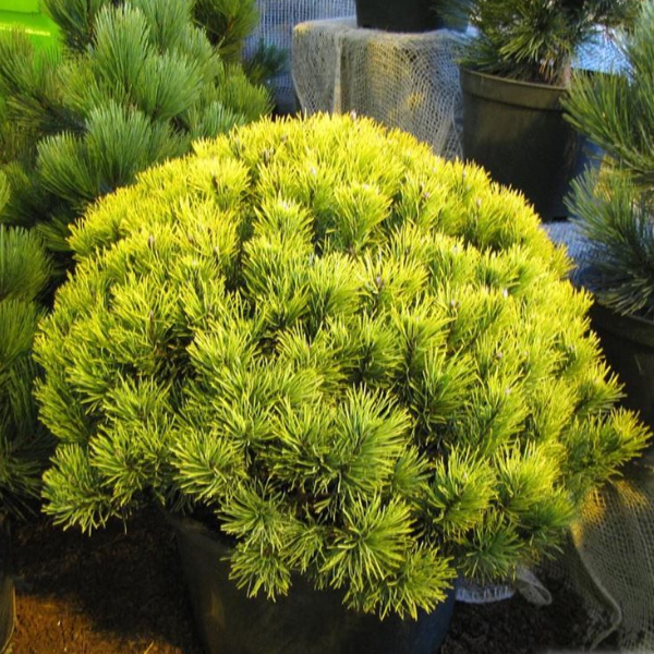 Основное изображение товара