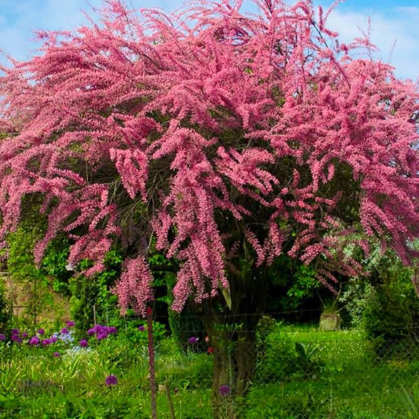 Тамарикс разветвленный Рубра