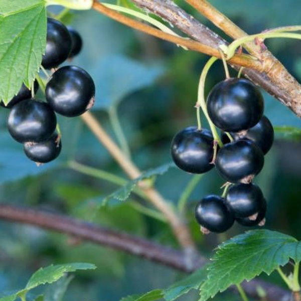 Основное изображение товара