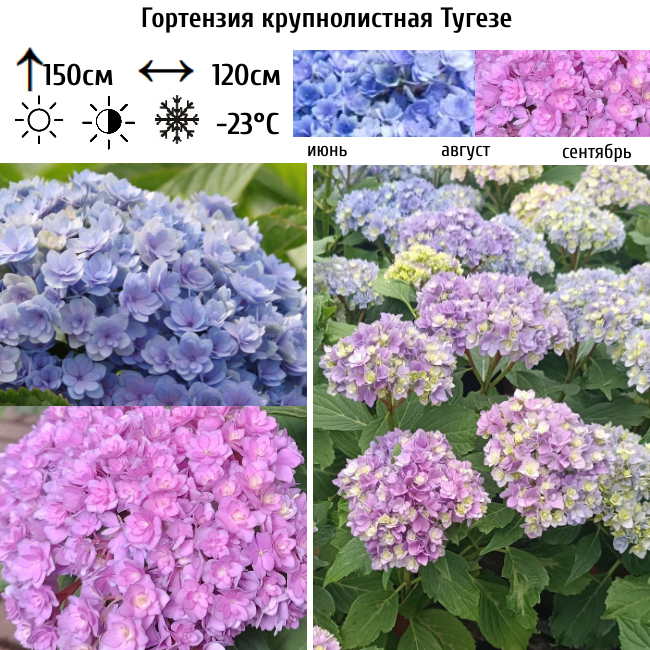 Гортензия крупнолистная Тугезе