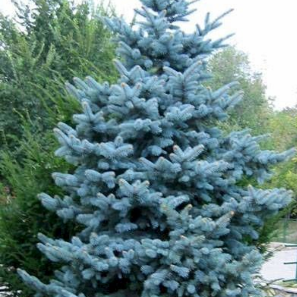 Основное изображение товара