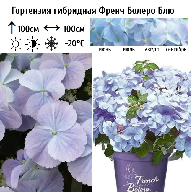 Гортензия гибридная Френч Болеро Блю