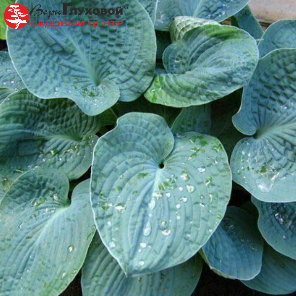 Основное изображение товара