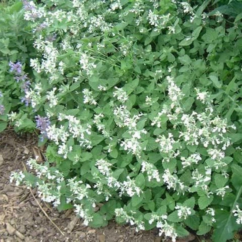 Котовник фассена Сноуфлейк