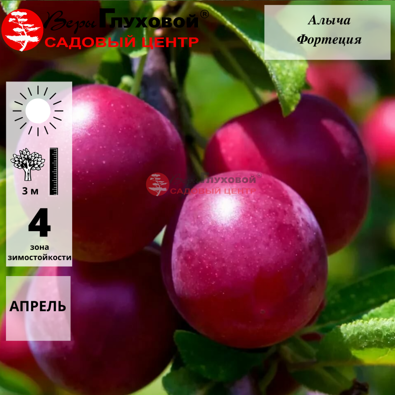 Алыча Фортеция
