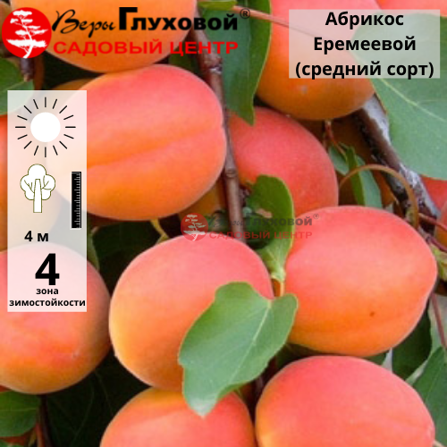 Абрикос Алеша