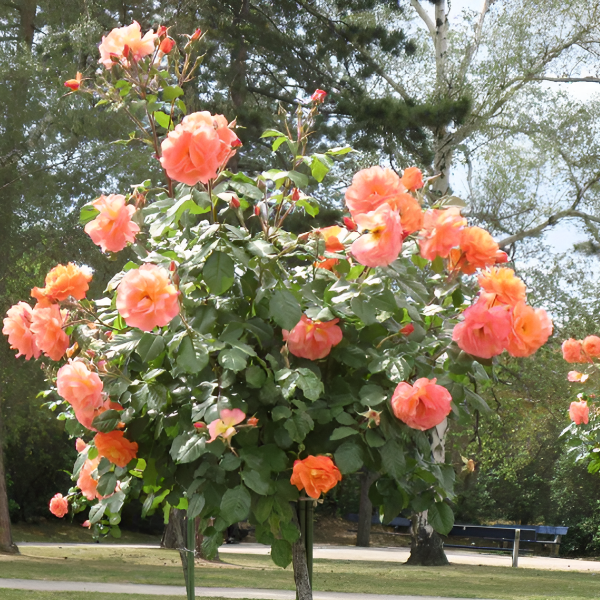 Роза штамбовая Apricola