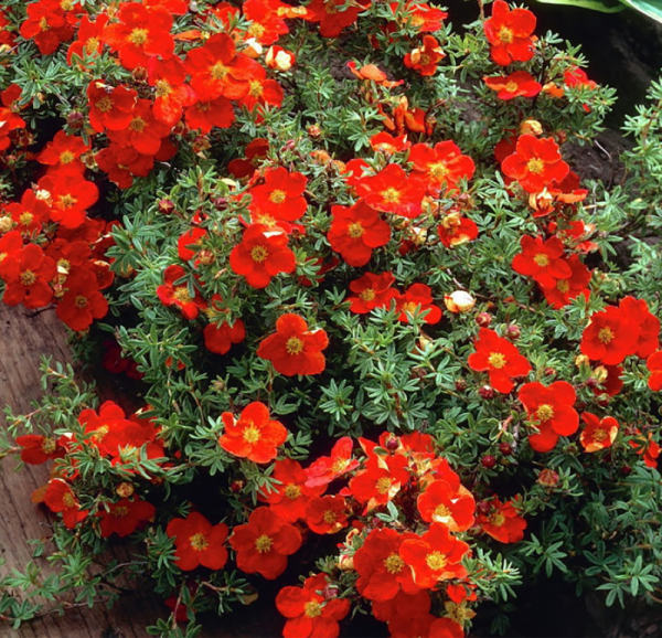 Основное изображение товара