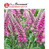 Вероника колосковая (Veronica spicata) Хайдекинд С3 СП/24