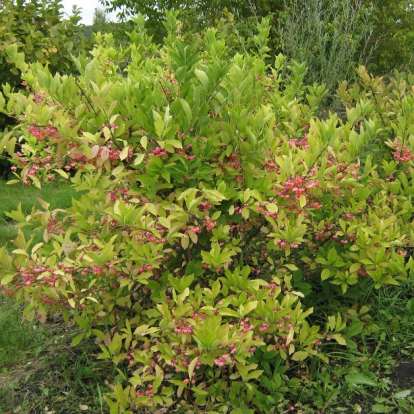 Берескле́т европе́йский (Бруслина) - Euonymus europaeus