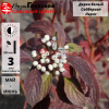 Дерен белый (Cornus alba) Сайбериан Перлс С3 СП/23