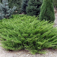 Основное изображение товара