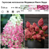 Гортензия метельчатая (Hydrangea paniculata) Меджикал Монте Верде С5 НАп/26 (ПРСТ)