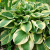 Хоста (Hosta) Вайд Брим С1,5 НСп/26