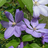 Клематис "Миссис Чолмонделей" на фото