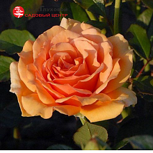 Основное изображение товара