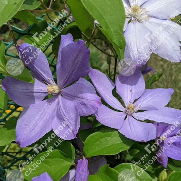 Клематис "Миссис Чолмонделей" на фото