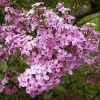 Сирень китайская (Syringa chinensis) Лилак Санди 90-120 С15 НАп/24