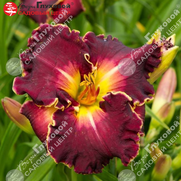 Лилейник "Экселент" на фото