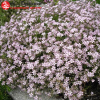 Гипсофила тихоокеанская (Gypsophila pacifica) С3 ГлХ/24