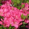 Азалия японская (Azalea japonica) 'Kirstin' С3 ПЧ/24