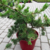 Сосна Банкса (Pinus banksiana) Велда 30-40 С5 ГШт/25