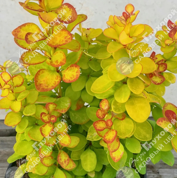 Барбарис Тунберга "Неон Голд" на фото