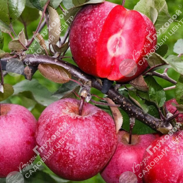 Яблоня "Вампира" на фото