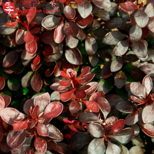 Основное изображение товара